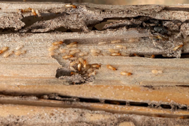 Best Pest Control Near Me in Berkshire Lakes, FL